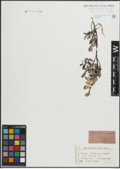 Foto von Salix lapponum L. x Salix repens L.